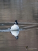 Filename=065_fotowilga~51.JPG
Filesize=261KB
Dimensions=525x700
Date added=Feb 06, 2019 065_fotowilga~51.JPG