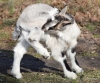 Filename=065_fotowilga~54.JPG
Filesize=392KB
Dimensions=700x587
Date added=Mar 05, 2019 065_fotowilga~54.JPG