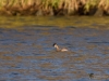 Filename=065_fotowilga~55.JPG
Filesize=273KB
Dimensions=700x525
Date added=Mar 24, 2019 065_fotowilga~55.JPG