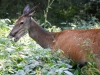 Filename=065_fotowilga~59.JPG
Filesize=387KB
Dimensions=700x525
Date added=Nov 03, 2019 065_fotowilga~59.JPG