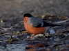 Filename=0666_fotowilga~6.JPG
Filesize=263KB
Dimensions=700x525
Date added=Oct 17, 2018 0666_fotowilga~6.JPG
