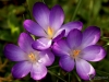 Filename=0668_fotowilga~4.JPG
Filesize=272KB
Dimensions=700x525
Date added=Mar 21, 2019 0668_fotowilga~4.JPG