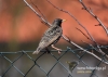 Filename=066_fotowilga~14.JPG
Filesize=98KB
Dimensions=640x457
Date added=Aug 31, 2015 066_fotowilga~14.JPG