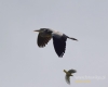 Filename=066_fotowilga~29.JPG
Filesize=34KB
Dimensions=600x480
Date added=Jun 20, 2016 066_fotowilga~29.JPG