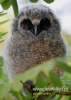 Filename=066_fotowilga~32.JPG
Filesize=64KB
Dimensions=343x480
Date added=Aug 10, 2016 066_fotowilga~32.JPG