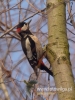 Filename=066_fotowilga~34.JPG
Filesize=72KB
Dimensions=360x480
Date added=Jan 09, 2017 066_fotowilga~34.JPG