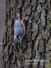 Filename=066_fotowilga~40.JPG
Filesize=95KB
Dimensions=360x480
Date added=Apr 15, 2017 066_fotowilga~40.JPG