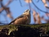 Filename=066_fotowilga~54.JPG
Filesize=254KB
Dimensions=700x525
Date added=Feb 19, 2018 066_fotowilga~54.JPG