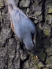 Filename=066_fotowilga~61.JPG
Filesize=345KB
Dimensions=525x700
Date added=Dec 17, 2018 066_fotowilga~61.JPG