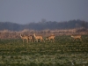 Filename=066_fotowilga~67.JPG
Filesize=254KB
Dimensions=700x525
Date added=May 14, 2019 066_fotowilga~67.JPG