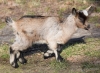 Filename=066_fotowilga~69.JPG
Filesize=376KB
Dimensions=700x513
Date added=Jul 10, 2019 066_fotowilga~69.JPG