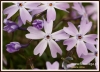 Filename=067_fotowilga~17.JPG
Filesize=101KB
Dimensions=640x466
Date added=Oct 25, 2015 067_fotowilga~17.JPG