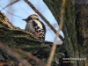 Filename=067_fotowilga~34.JPG
Filesize=96KB
Dimensions=640x480
Date added=Mar 10, 2017 067_fotowilga~34.JPG