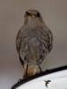 Filename=067_fotowilga~46.JPG
Filesize=210KB
Dimensions=525x700
Date added=Nov 02, 2017 067_fotowilga~46.JPG