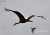 Filename=068_fotowilga~14.JPG
Filesize=54KB
Dimensions=640x457
Date added=May 29, 2015 068_fotowilga~14.JPG
