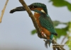 Filename=068_fotowilga~22.JPG
Filesize=83KB
Dimensions=640x457
Date added=Dec 22, 2015 068_fotowilga~22.JPG