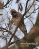 Filename=068_fotowilga~25.JPG
Filesize=91KB
Dimensions=384x480
Date added=Apr 06, 2016 068_fotowilga~25.JPG