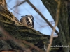 Filename=068_fotowilga~37.JPG
Filesize=91KB
Dimensions=640x480
Date added=Mar 12, 2017 068_fotowilga~37.JPG