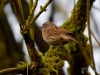 Filename=068_fotowilga~39.JPG
Filesize=280KB
Dimensions=700x525
Date added=May 09, 2019 068_fotowilga~39.JPG