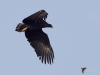 Filename=068_fotowilga~47.JPG
Filesize=174KB
Dimensions=700x525
Date added=May 24, 2019 068_fotowilga~47.JPG