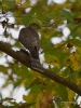 Filename=068_fotowilga~49.JPG
Filesize=310KB
Dimensions=525x700
Date added=Oct 27, 2017 068_fotowilga~49.JPG