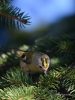 Filename=068_fotowilga~55.JPG
Filesize=263KB
Dimensions=525x700
Date added=Feb 07, 2018 068_fotowilga~55.JPG