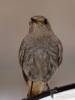 Filename=068_fotowilga~56.JPG
Filesize=223KB
Dimensions=525x700
Date added=Feb 10, 2018 068_fotowilga~56.JPG