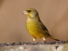 Filename=068_fotowilga~63.JPG
Filesize=207KB
Dimensions=700x525
Date added=Jan 05, 2019 068_fotowilga~63.JPG