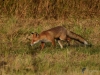 Filename=068_fotowilga~64.JPG
Filesize=375KB
Dimensions=700x525
Date added=Jan 13, 2019 068_fotowilga~64.JPG