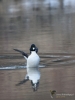 Filename=068_fotowilga~66.JPG
Filesize=250KB
Dimensions=525x700
Date added=Feb 06, 2019 068_fotowilga~66.JPG