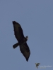 Filename=068_fotowilga~69.JPG
Filesize=154KB
Dimensions=525x700
Date added=Jun 27, 2019 068_fotowilga~69.JPG