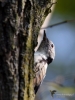 Filename=068_fotowilga~70.JPG
Filesize=240KB
Dimensions=525x700
Date added=Jul 28, 2019 068_fotowilga~70.JPG