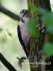 Filename=069_fotowilga~28.JPG
Filesize=61KB
Dimensions=360x480
Date added=Nov 09, 2016 069_fotowilga~28.JPG