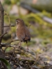 Filename=069_fotowilga~41.JPG
Filesize=249KB
Dimensions=525x700
Date added=Oct 10, 2017 069_fotowilga~41.JPG