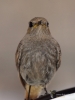 Filename=069_fotowilga~53.JPG
Filesize=233KB
Dimensions=525x700
Date added=Feb 10, 2018 069_fotowilga~53.JPG