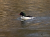 Filename=069_fotowilga~55.JPG
Filesize=294KB
Dimensions=700x525
Date added=Mar 19, 2018 069_fotowilga~55.JPG