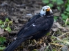 Filename=069_fotowilga~61.JPG
Filesize=304KB
Dimensions=700x525
Date added=Mar 06, 2019 069_fotowilga~61.JPG
