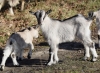 Filename=069_fotowilga~65.JPG
Filesize=387KB
Dimensions=700x514
Date added=Jul 09, 2019 069_fotowilga~65.JPG