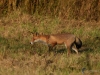 Filename=069_fotowilga~66.JPG
Filesize=374KB
Dimensions=700x525
Date added=Jul 23, 2019 069_fotowilga~66.JPG
