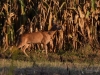 Filename=069_fotowilga~69.JPG
Filesize=399KB
Dimensions=700x525
Date added=Nov 28, 2019 069_fotowilga~69.JPG