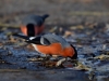Filename=0707_fotowilga.JPG
Filesize=256KB
Dimensions=700x525
Date added=Oct 17, 2018 0707_fotowilga.JPG