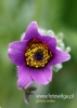 Filename=070_fotowilga~21.JPG
Filesize=59KB
Dimensions=343x480
Date added=Oct 25, 2015 070_fotowilga~21.JPG