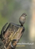 Filename=070_fotowilga~23.JPG
Filesize=68KB
Dimensions=343x480
Date added=Nov 12, 2015 070_fotowilga~23.JPG