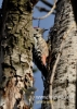 070_fotowilga~24.JPG