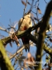 Filename=070_fotowilga~30.JPG
Filesize=84KB
Dimensions=360x480
Date added=Mar 28, 2016 070_fotowilga~30.JPG