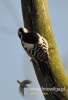 Filename=070_fotowilga~31.JPG
Filesize=68KB
Dimensions=329x480
Date added=Apr 24, 2016 070_fotowilga~31.JPG