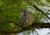 Filename=070_fotowilga~36.JPG
Filesize=89KB
Dimensions=640x457
Date added=Jul 24, 2016 070_fotowilga~36.JPG