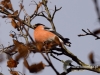 Filename=070_fotowilga~38.JPG
Filesize=88KB
Dimensions=640x480
Date added=Dec 05, 2016 070_fotowilga~38.JPG