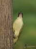 Filename=070_fotowilga~62.JPG
Filesize=270KB
Dimensions=525x700
Date added=Feb 07, 2018 070_fotowilga~62.JPG