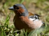 Filename=070_fotowilga~66.JPG
Filesize=251KB
Dimensions=700x525
Date added=Sep 03, 2018 070_fotowilga~66.JPG